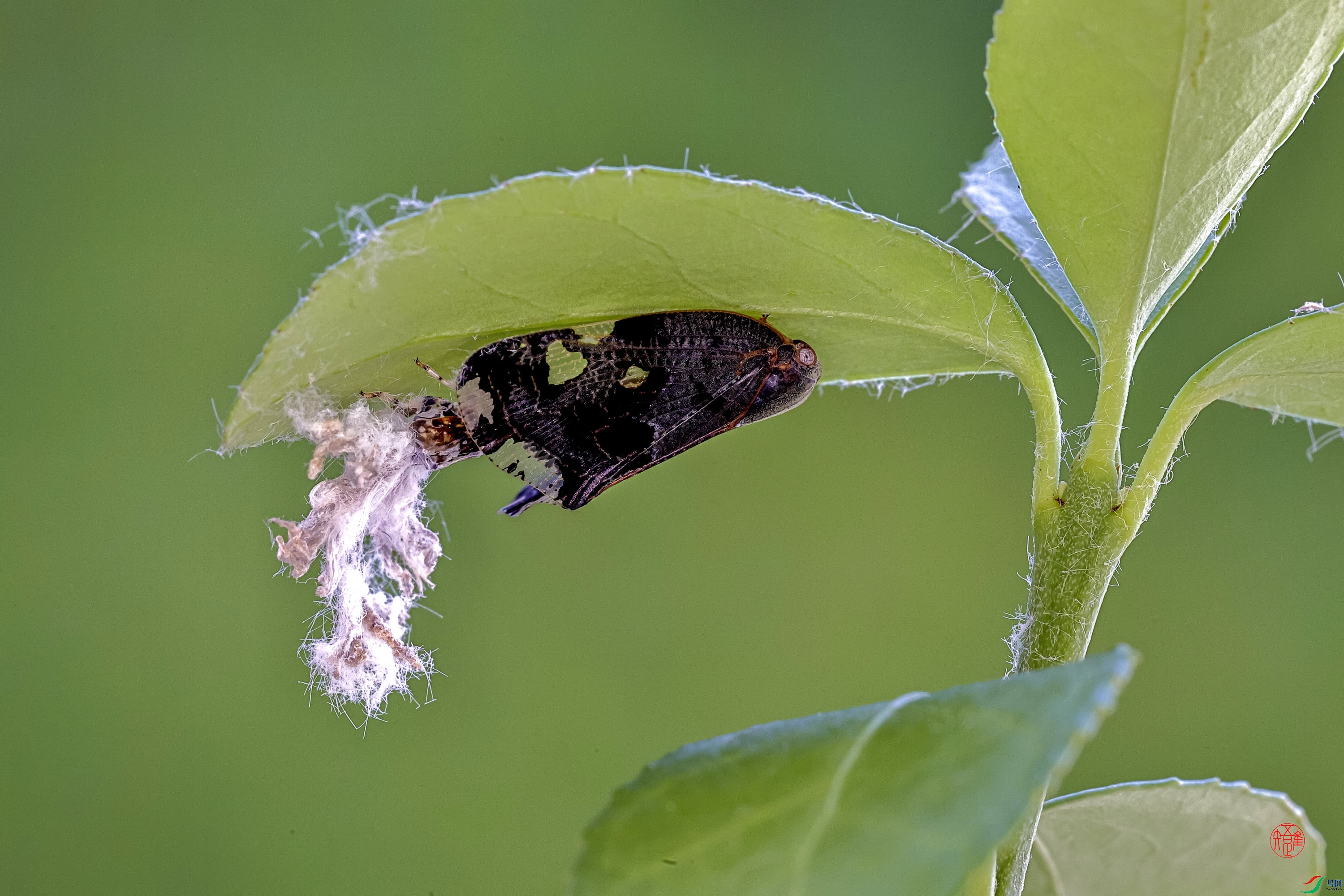 _RH82881xn ����.jpg