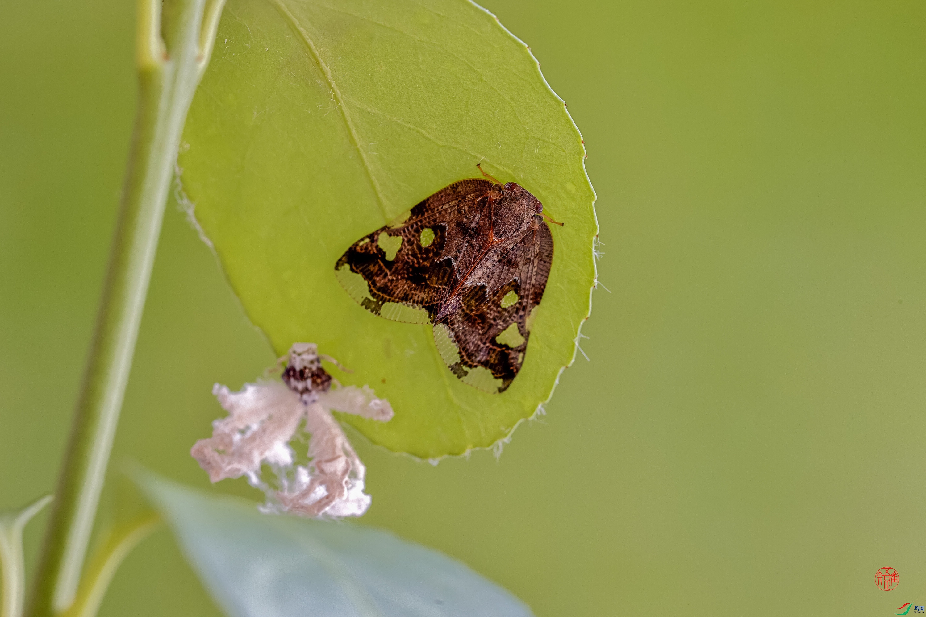 _RH82896xn ����.jpg