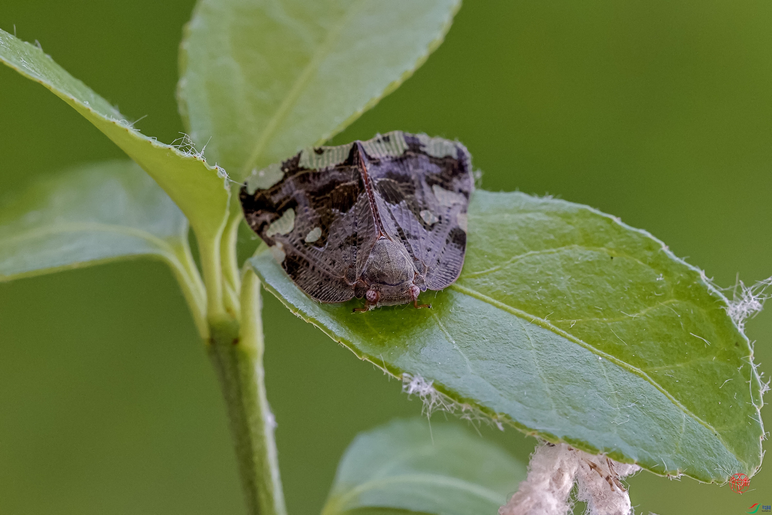 _RH82957xn ����.jpg