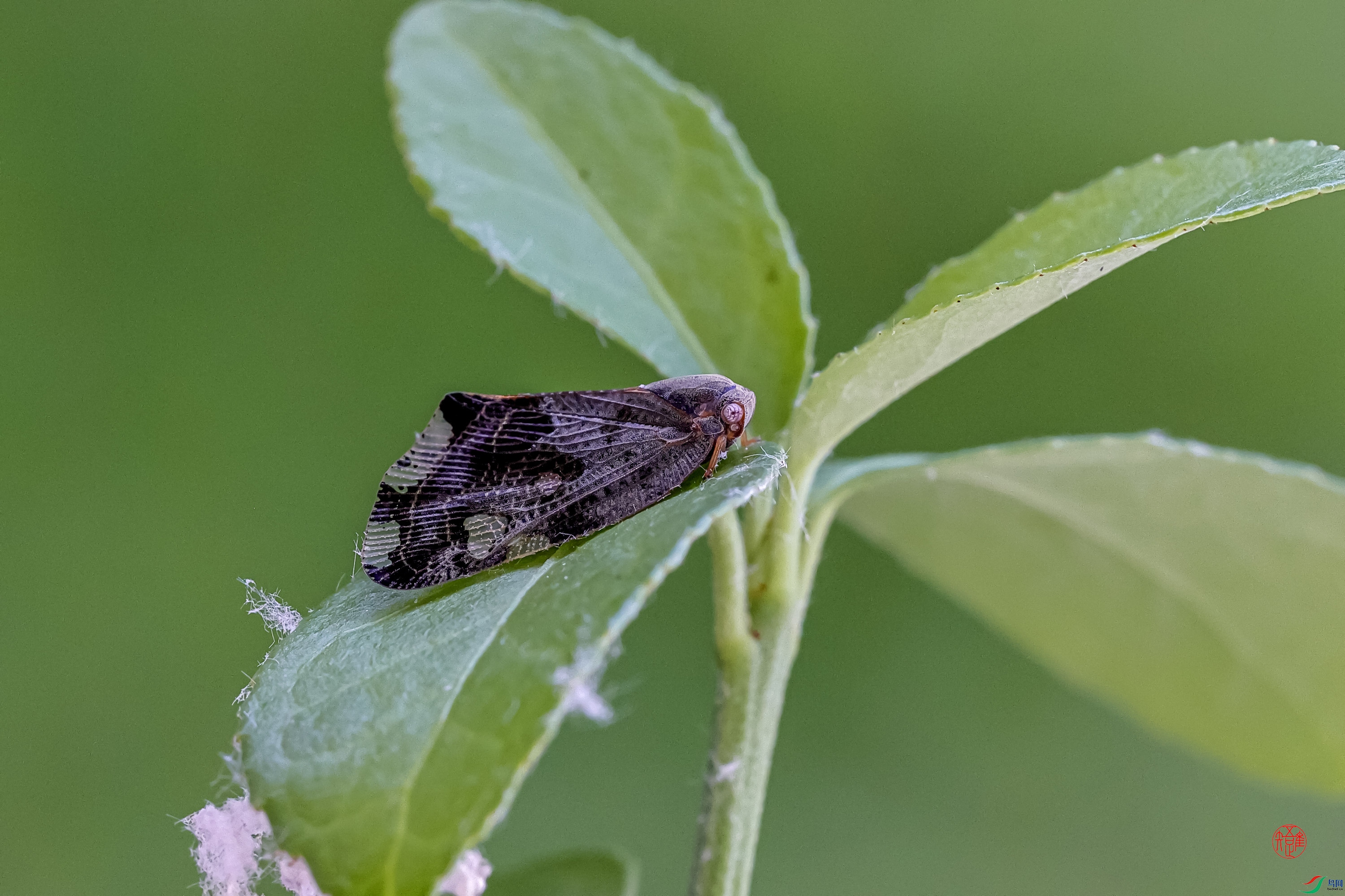 _RH82962xn ����.jpg