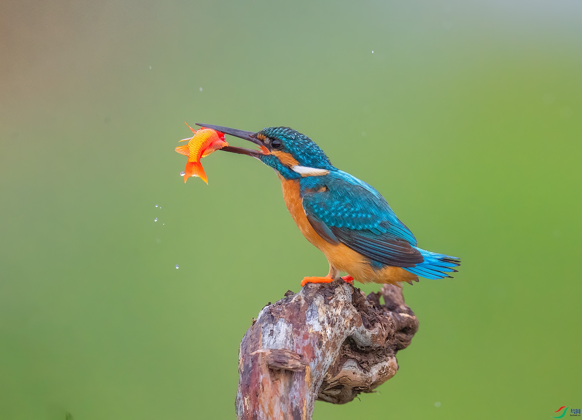 DSC_1768 -1.jpg