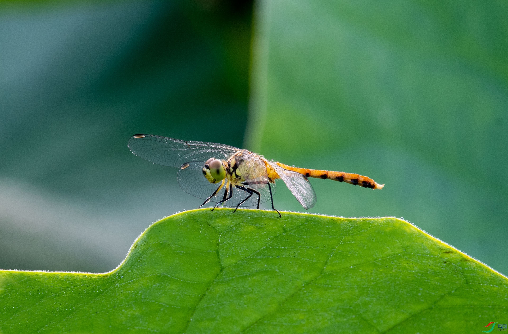 DSC_9415 ����.jpg