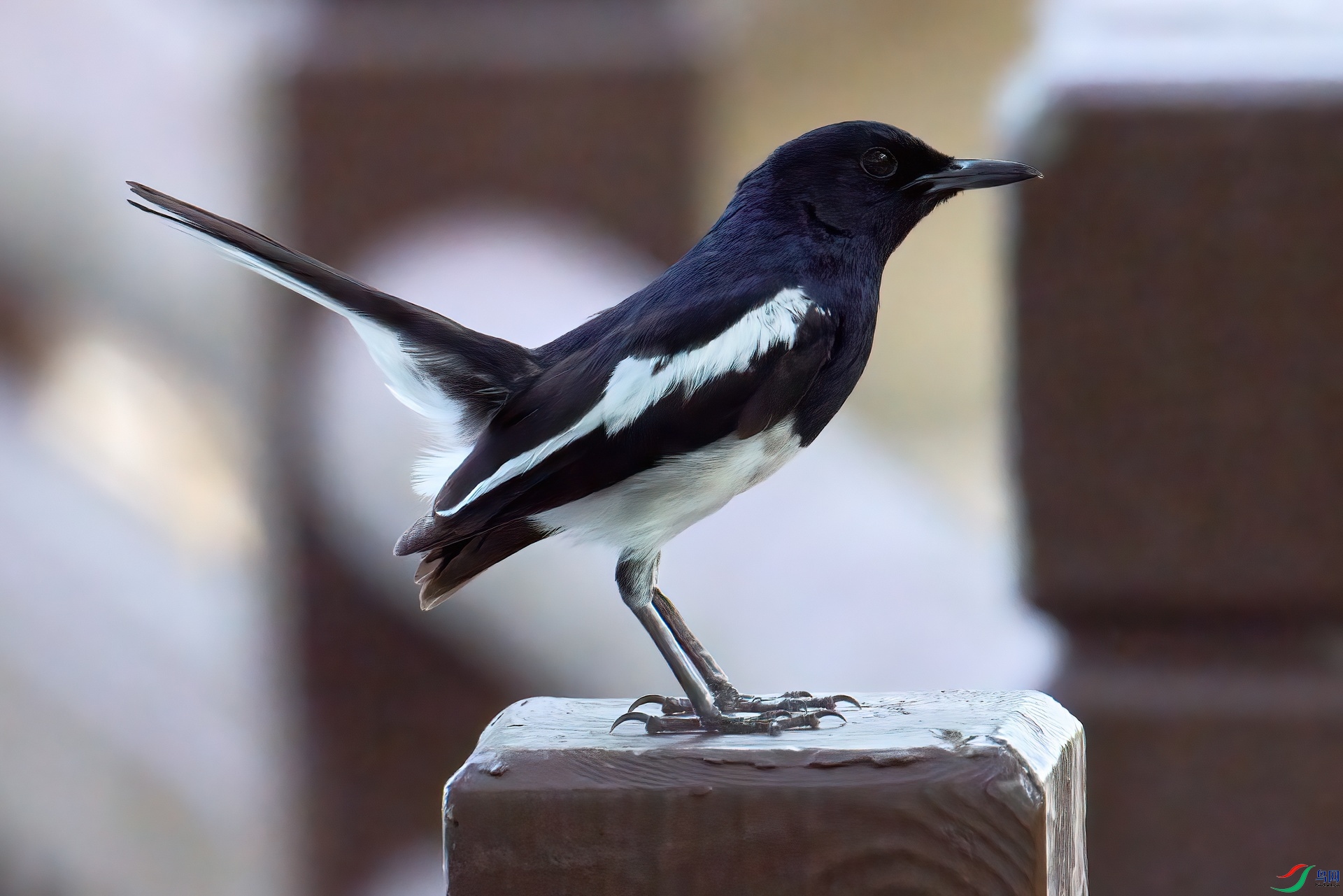 DSC_8170aa.jpg