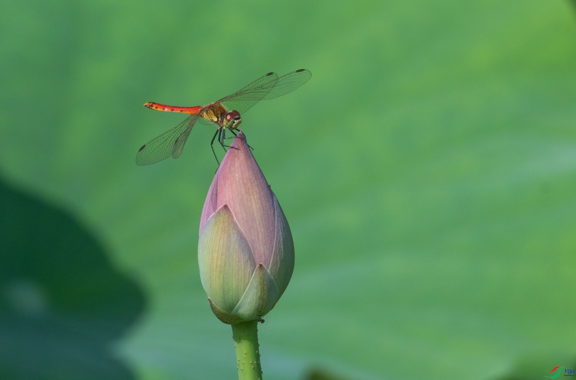 DSC_1006.jpg