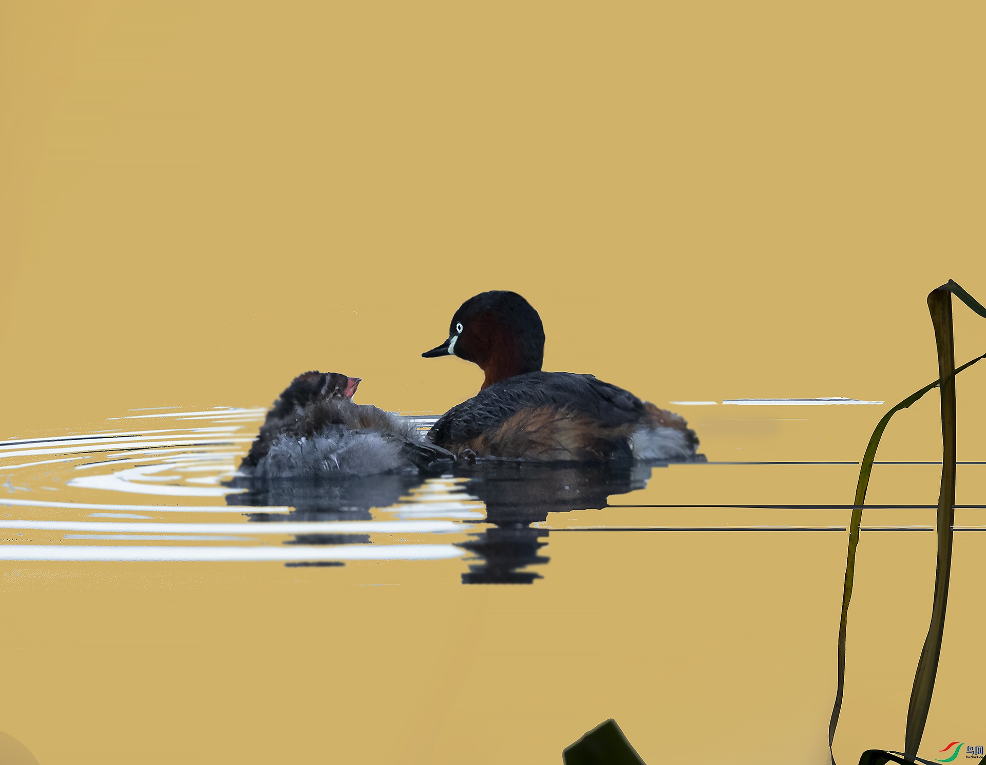 019A218423 ����.jpg