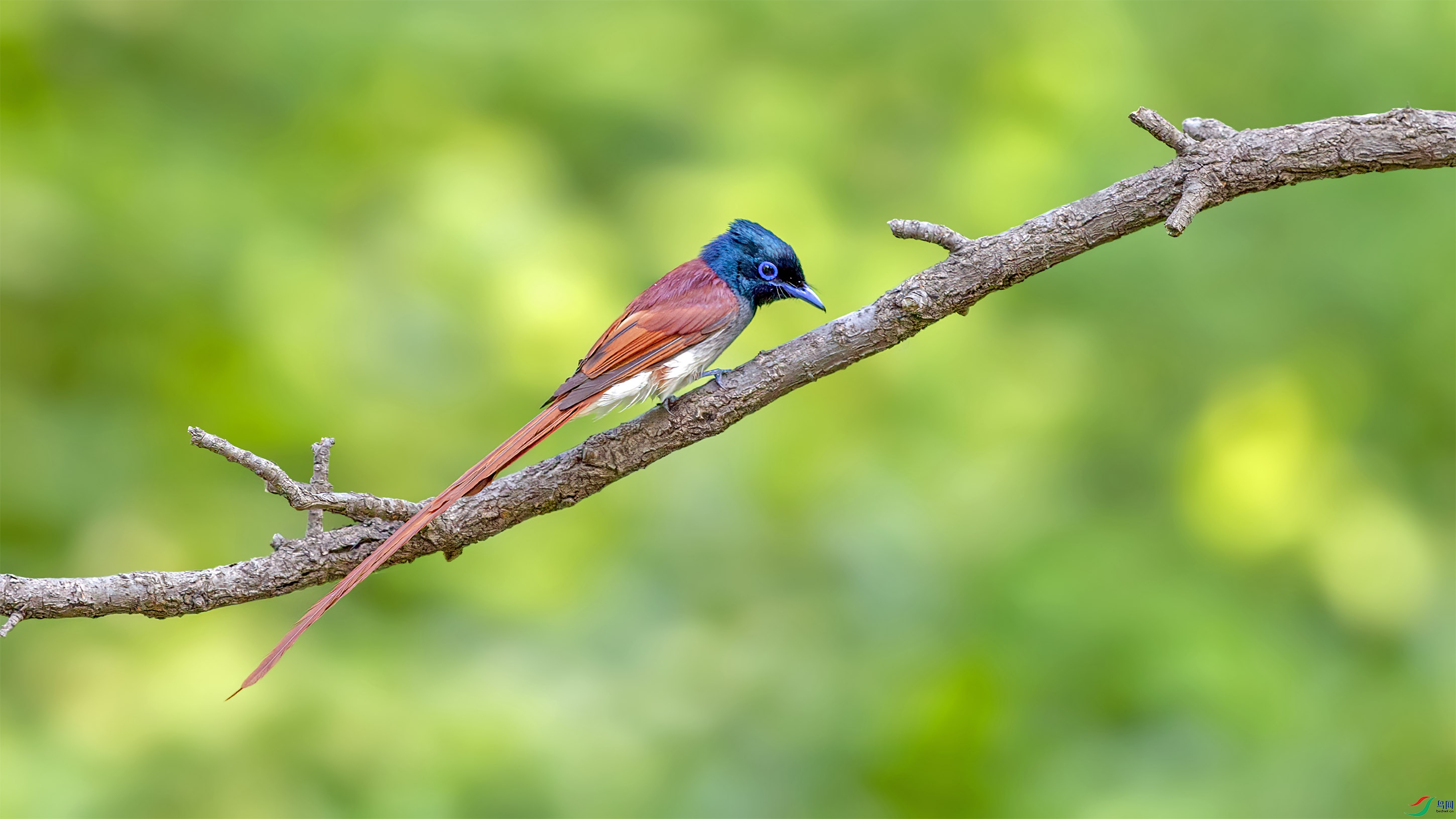 CZ4E8231 ����.jpg