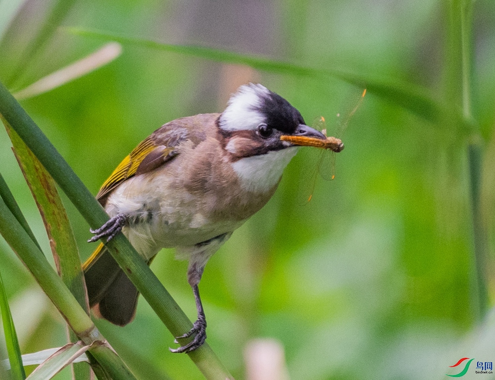DSC_9823_����.jpg