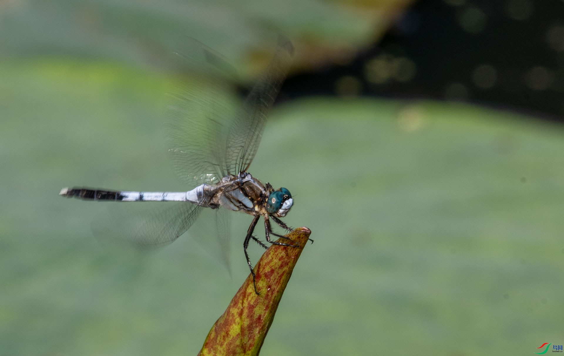 DSC_9245.jpg