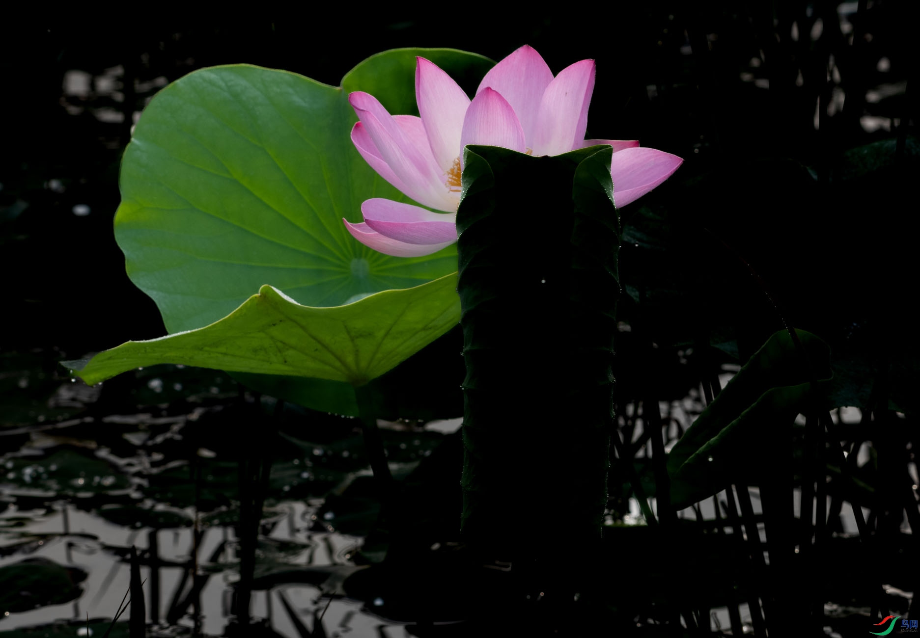 DSC_9512.jpg