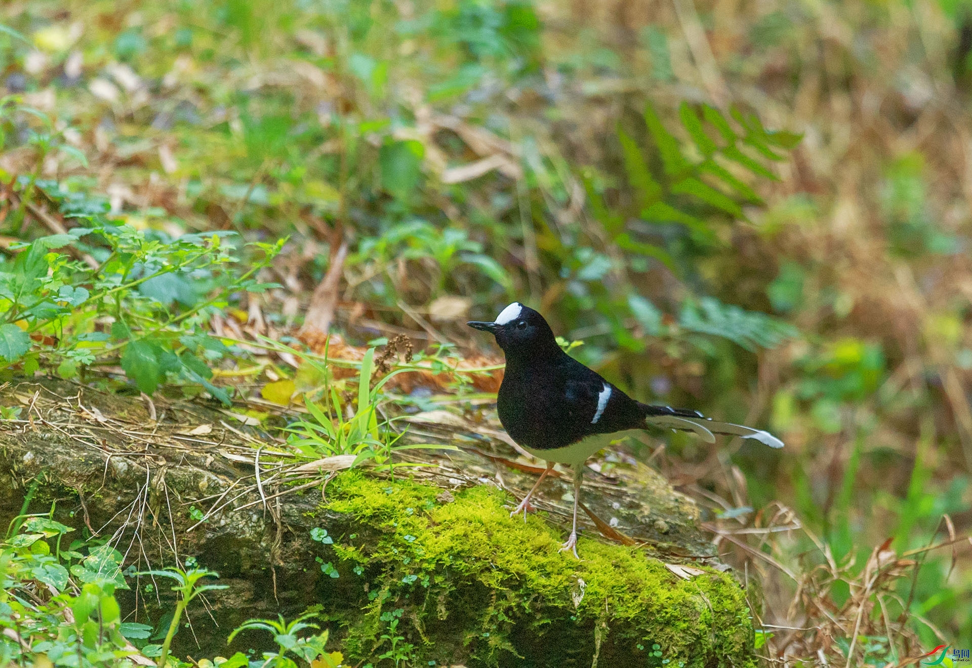 DSC_3543 ����.jpg