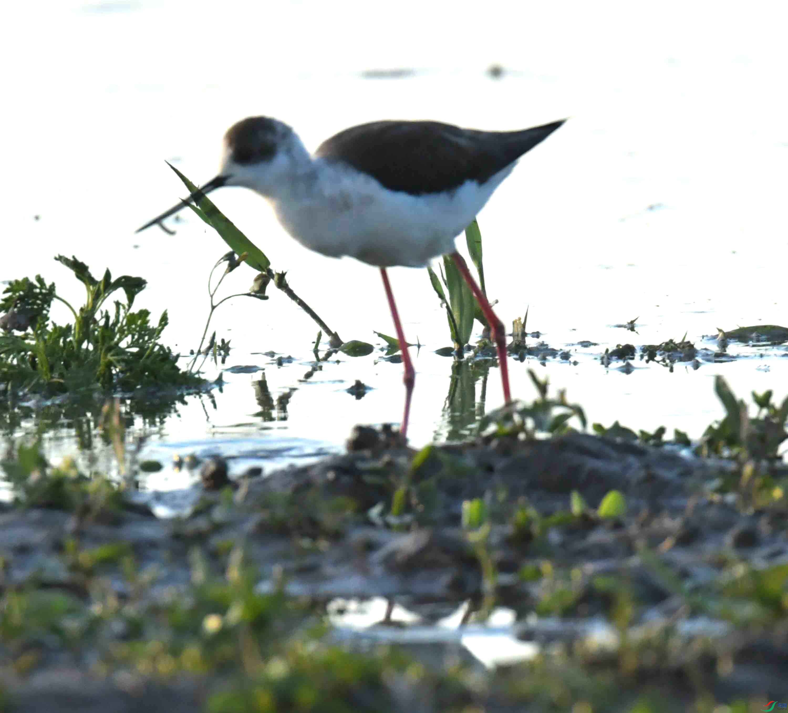 DSC_0052.JPG