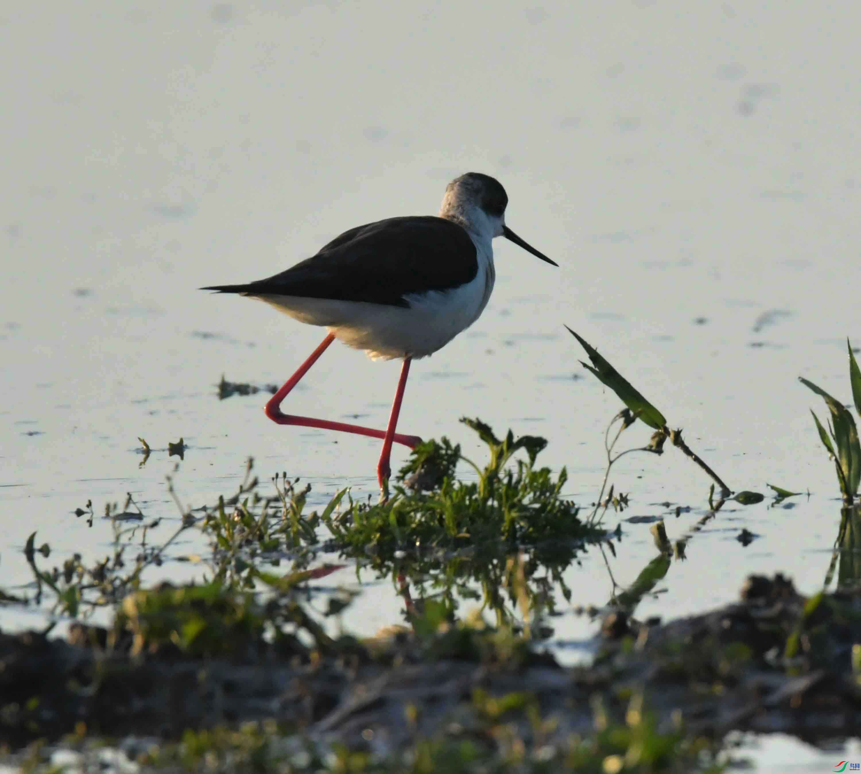 DSC_0058.JPG