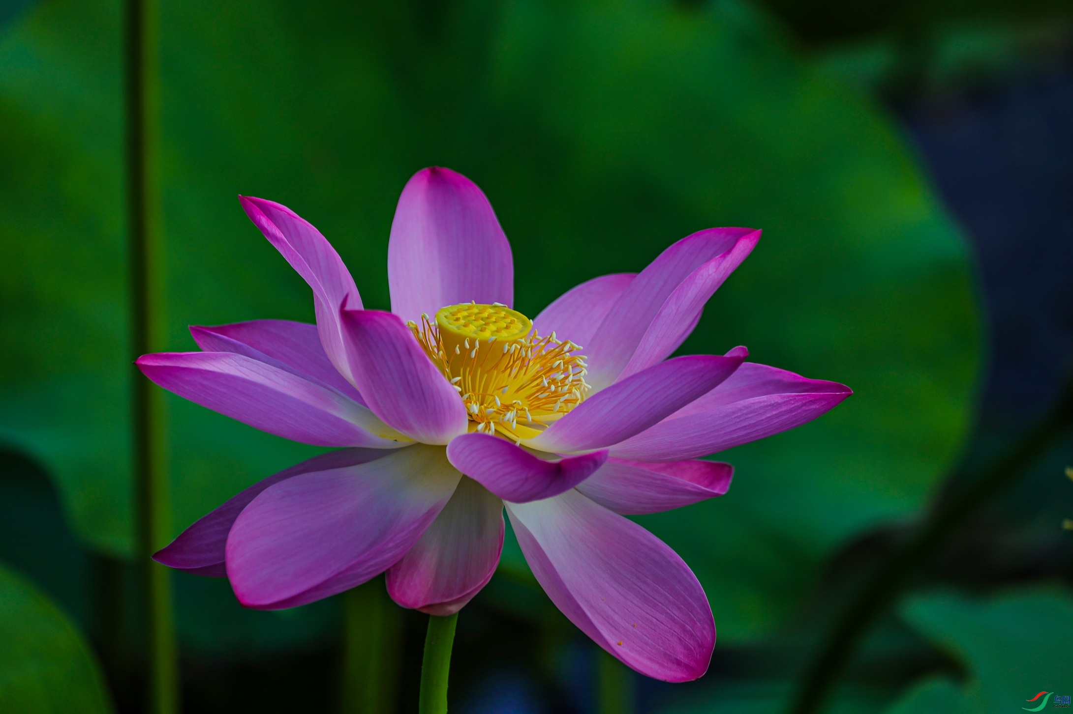 1K3A0521 ����1.jpg