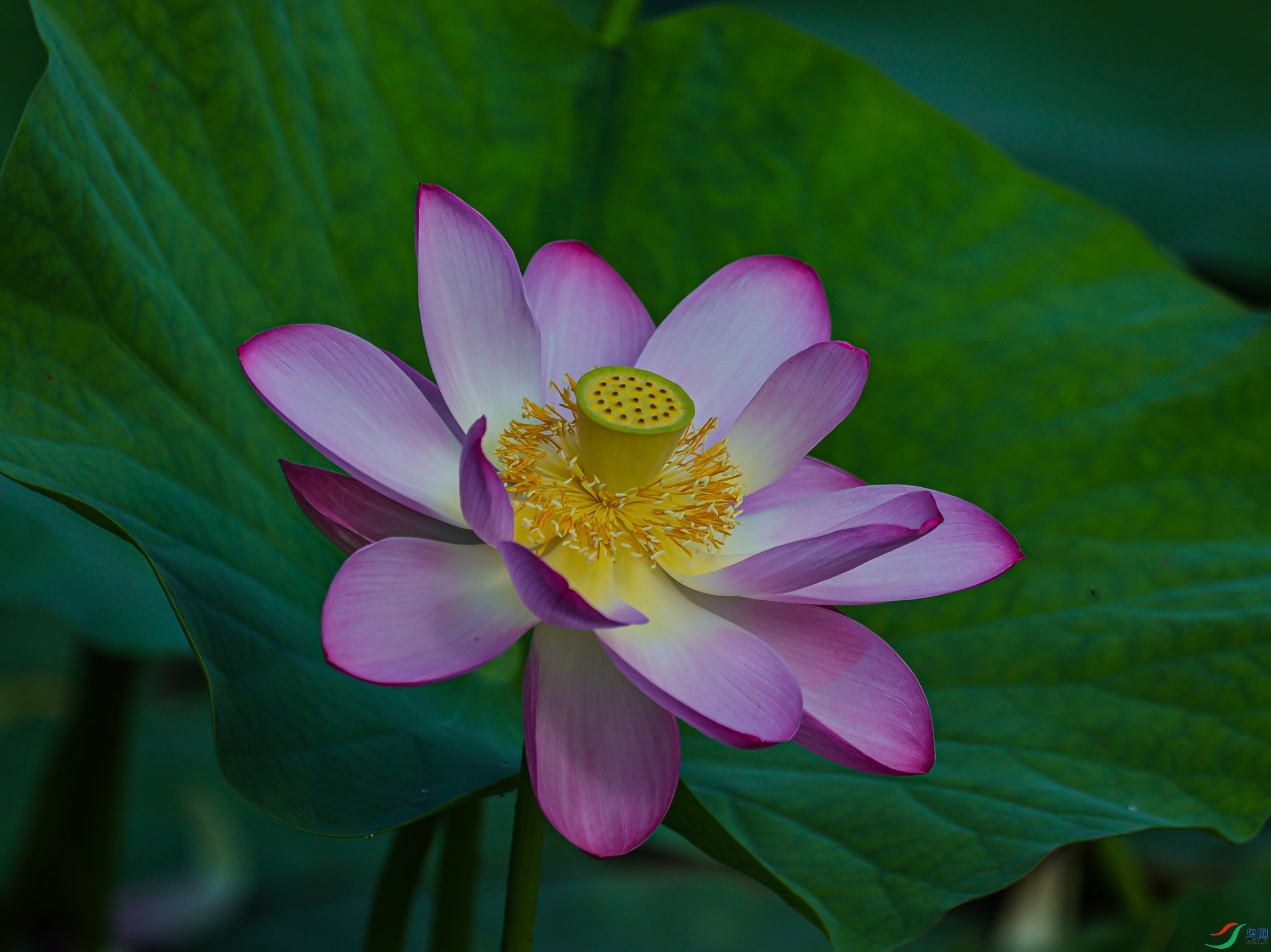 1K3A0519 ����1.jpg