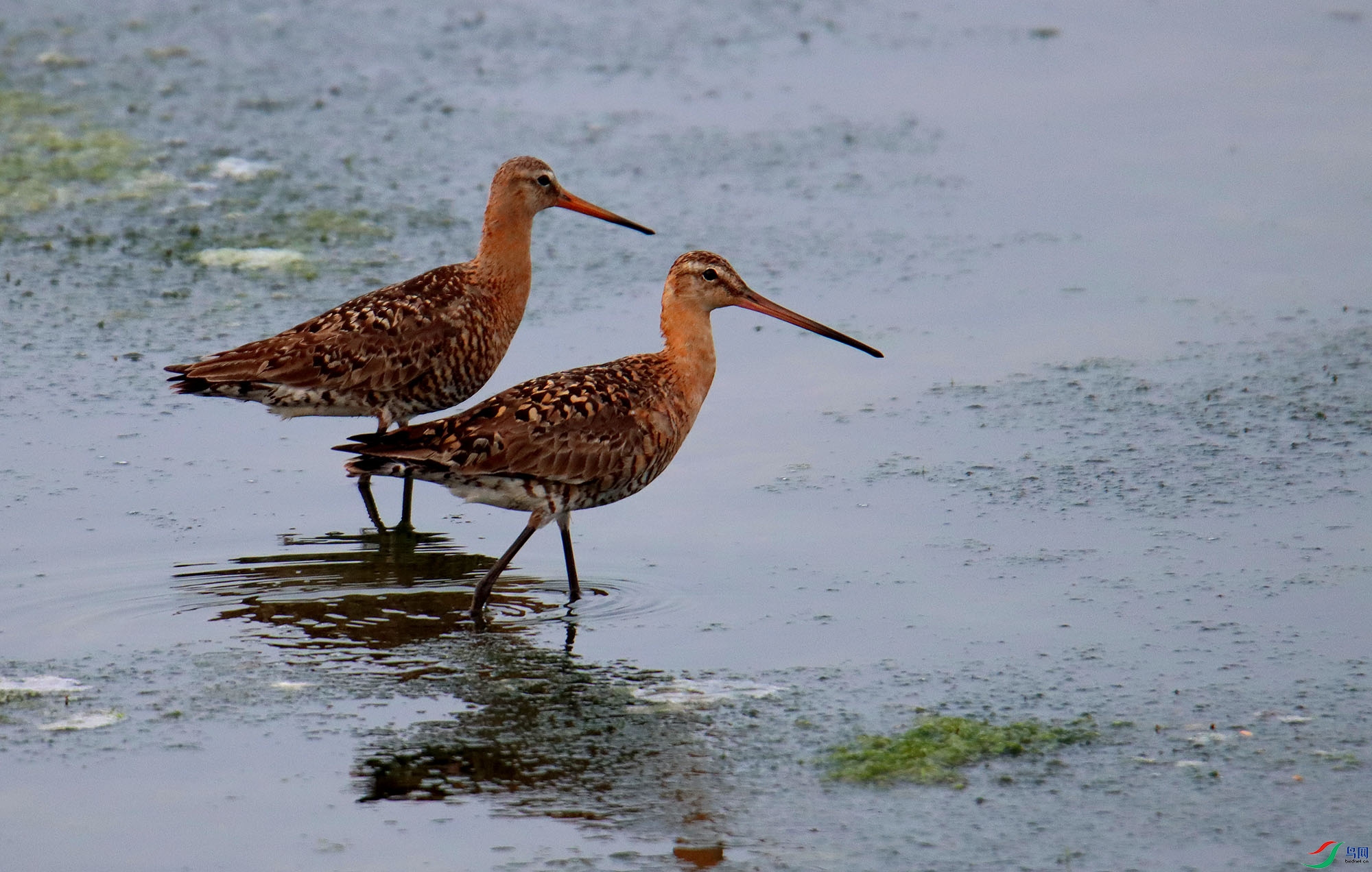 �β���֣��������ˣ