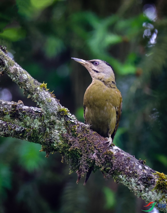 ��ͷ����ľ��