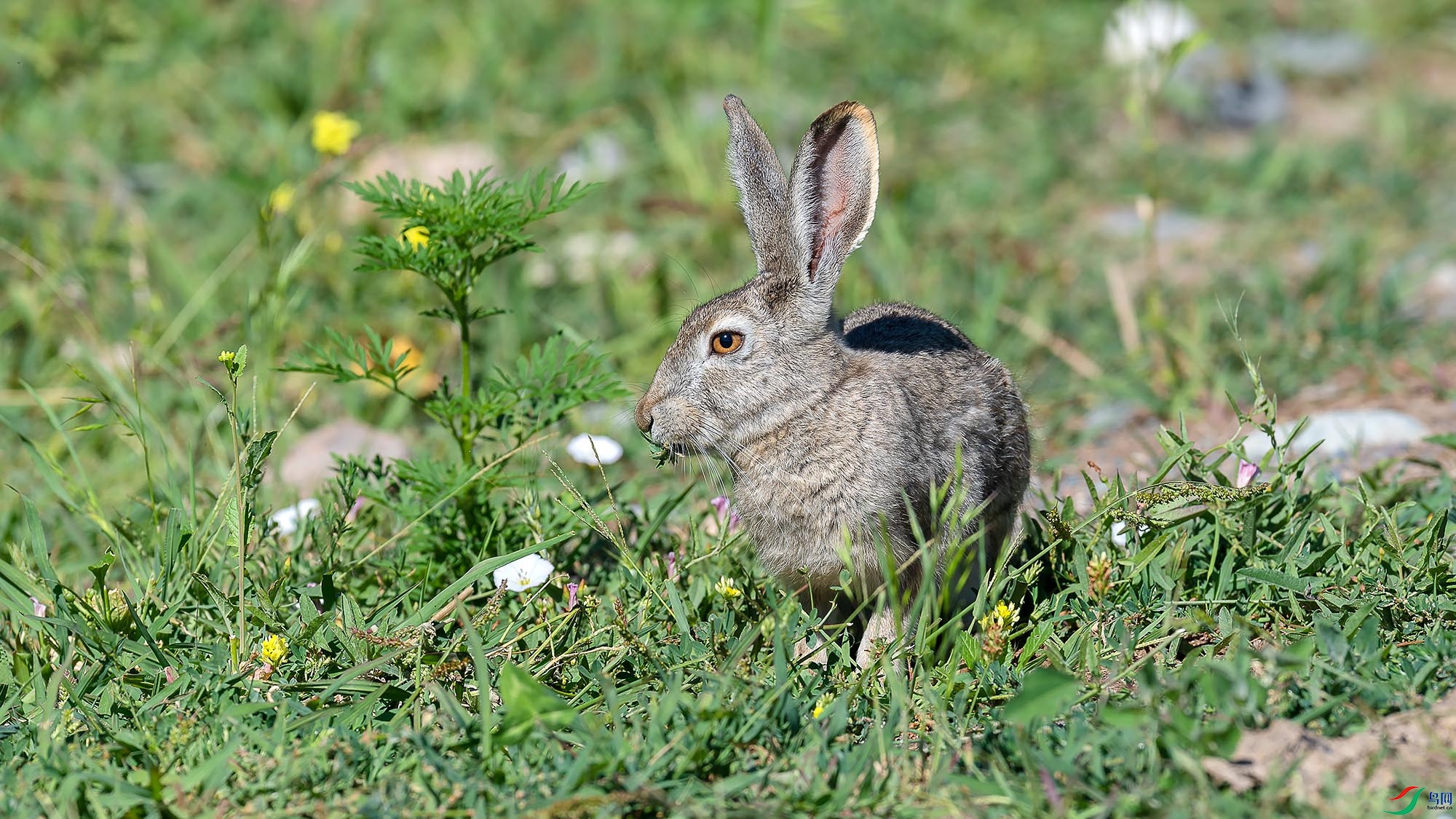 _DSC1585x.jpg