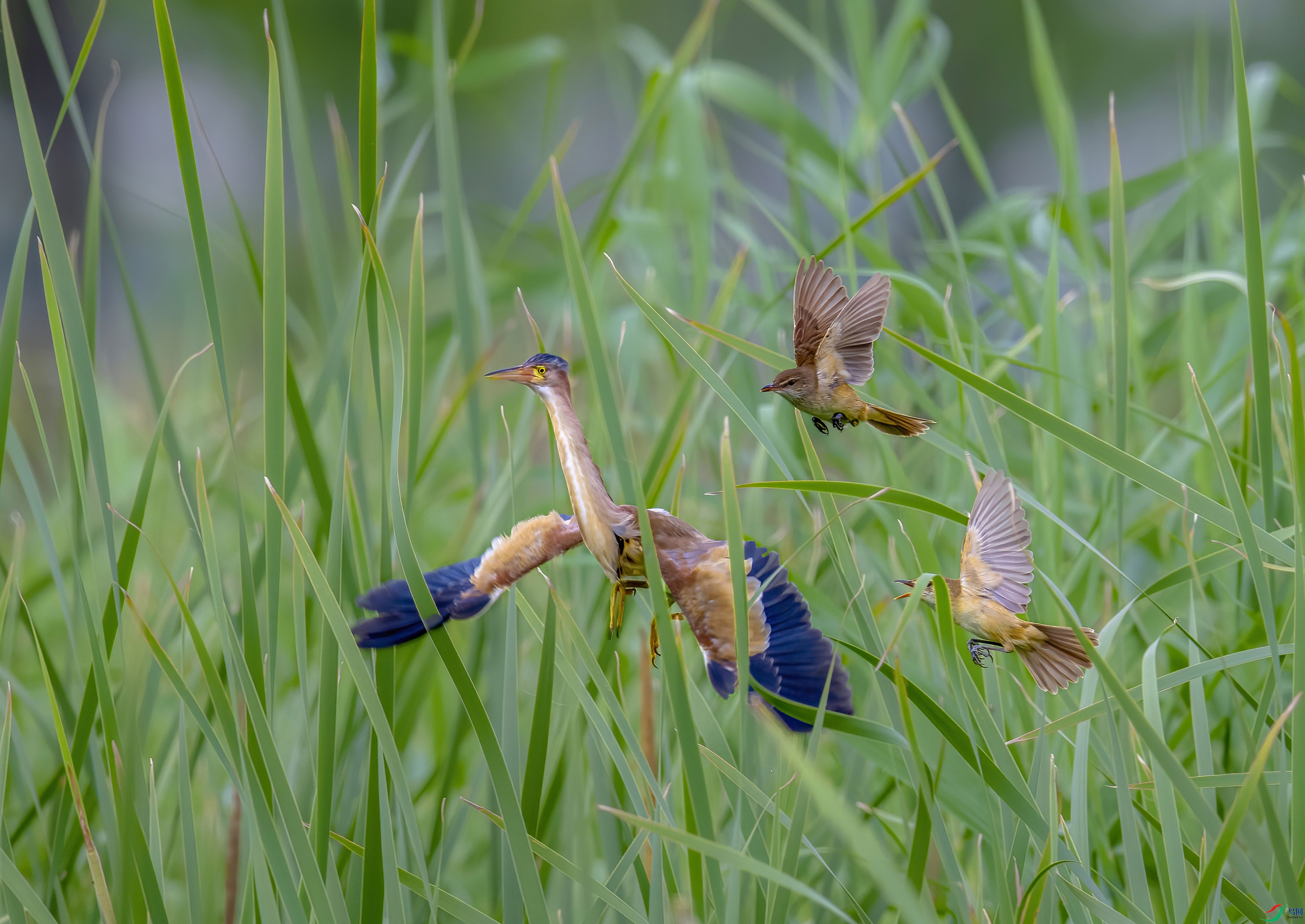 _JLN3174_2     ok.jpg