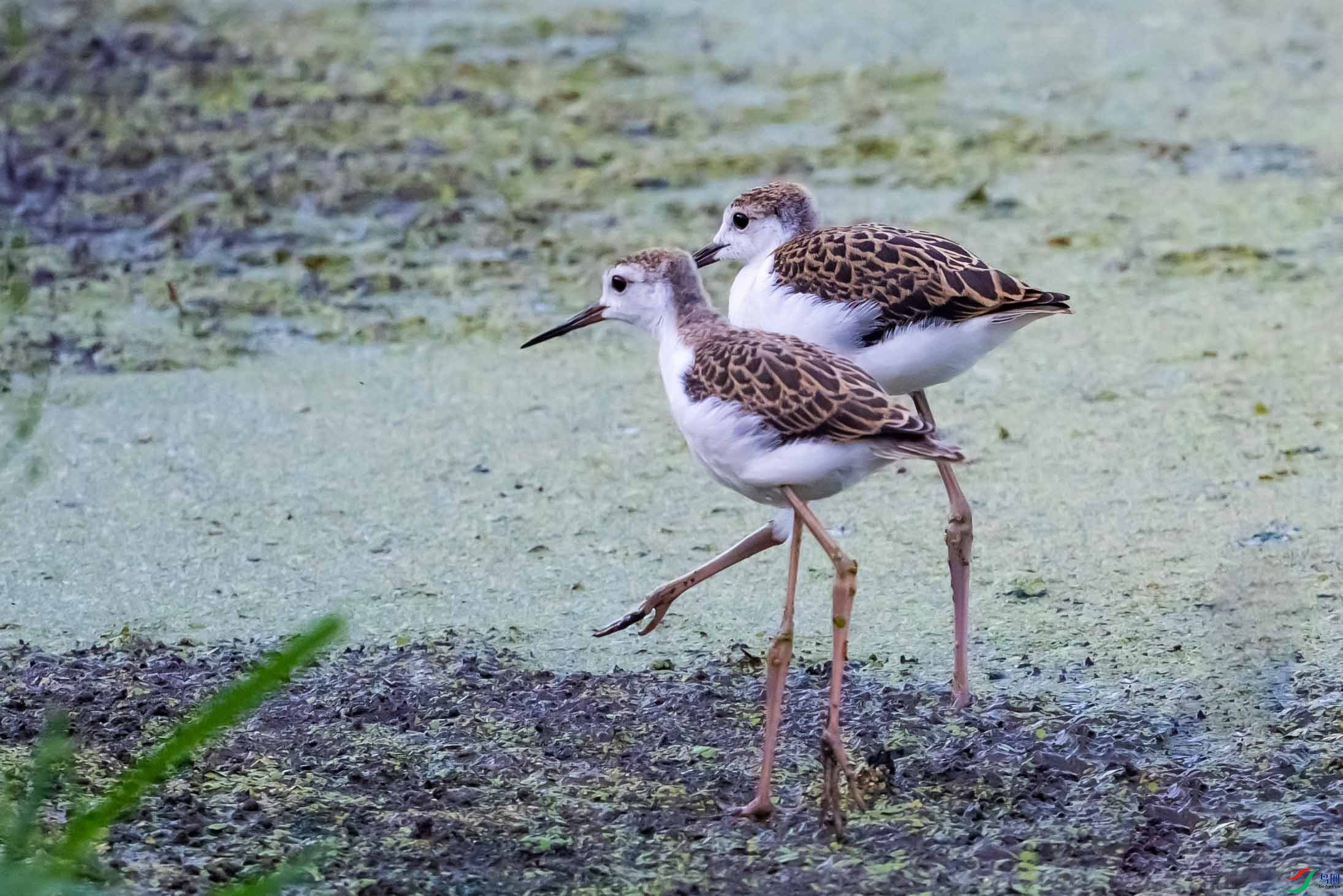 �ڳ᳤����