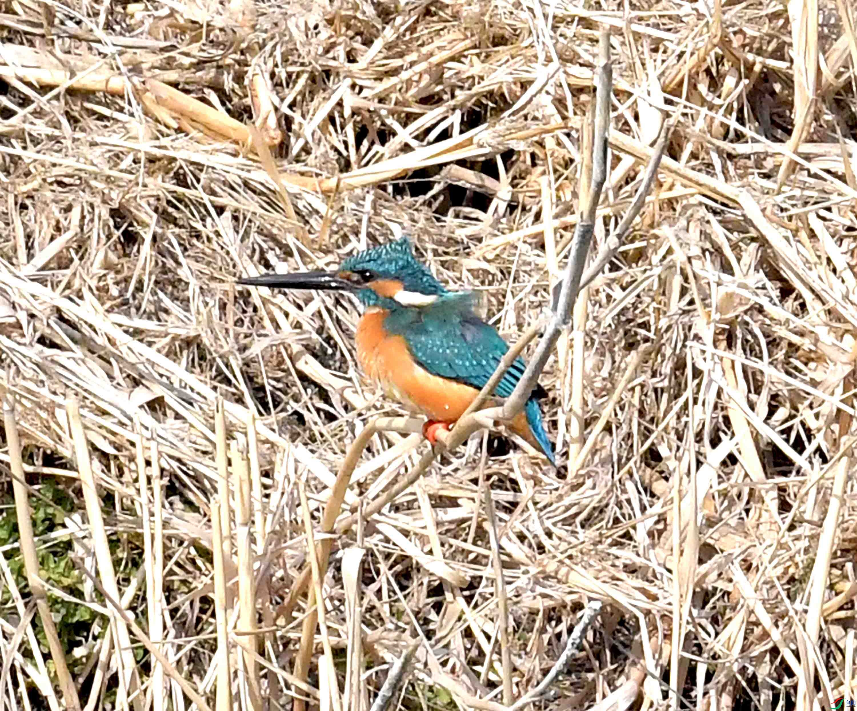 DSC_2650.JPG