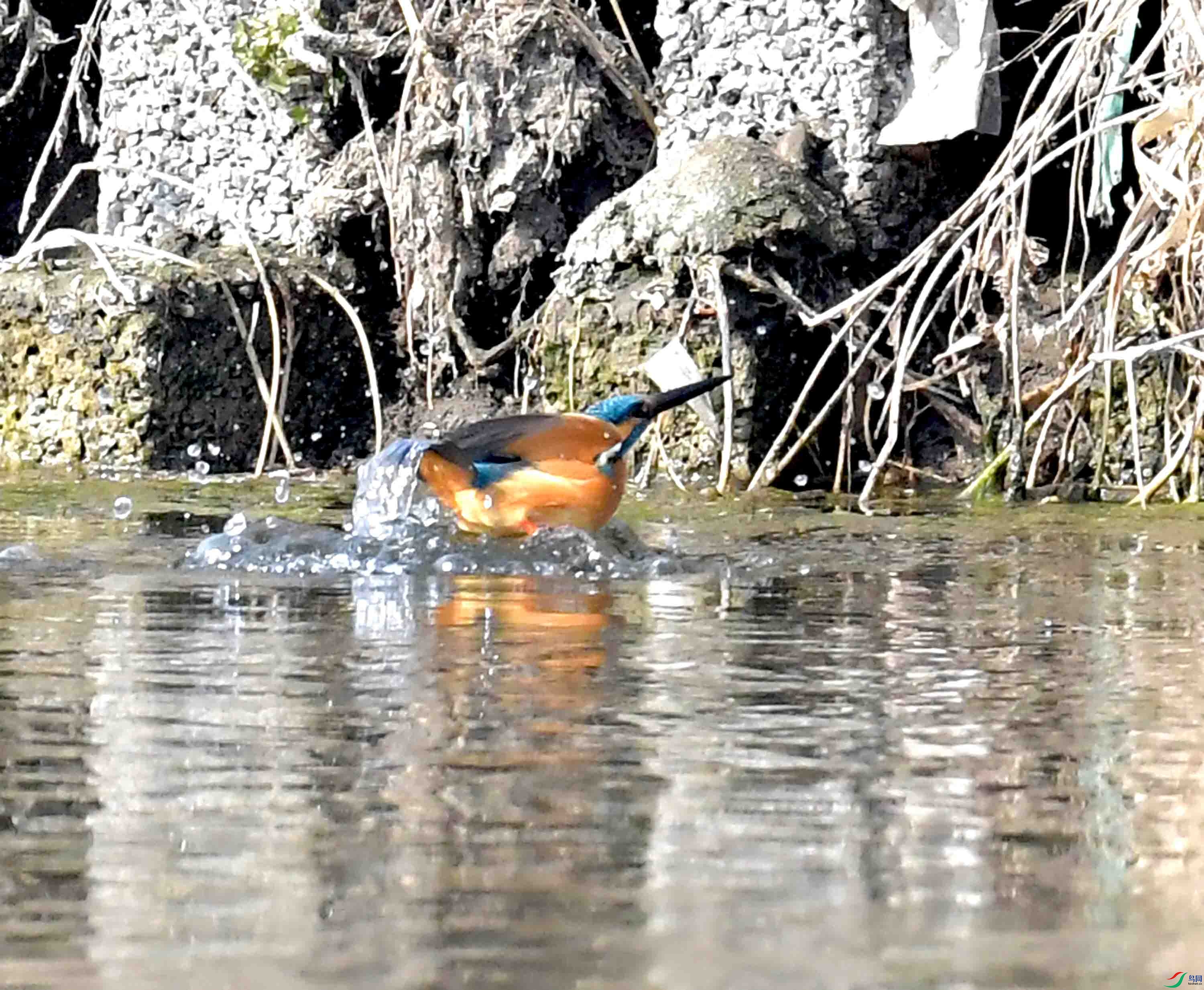 DSC_2686.JPG