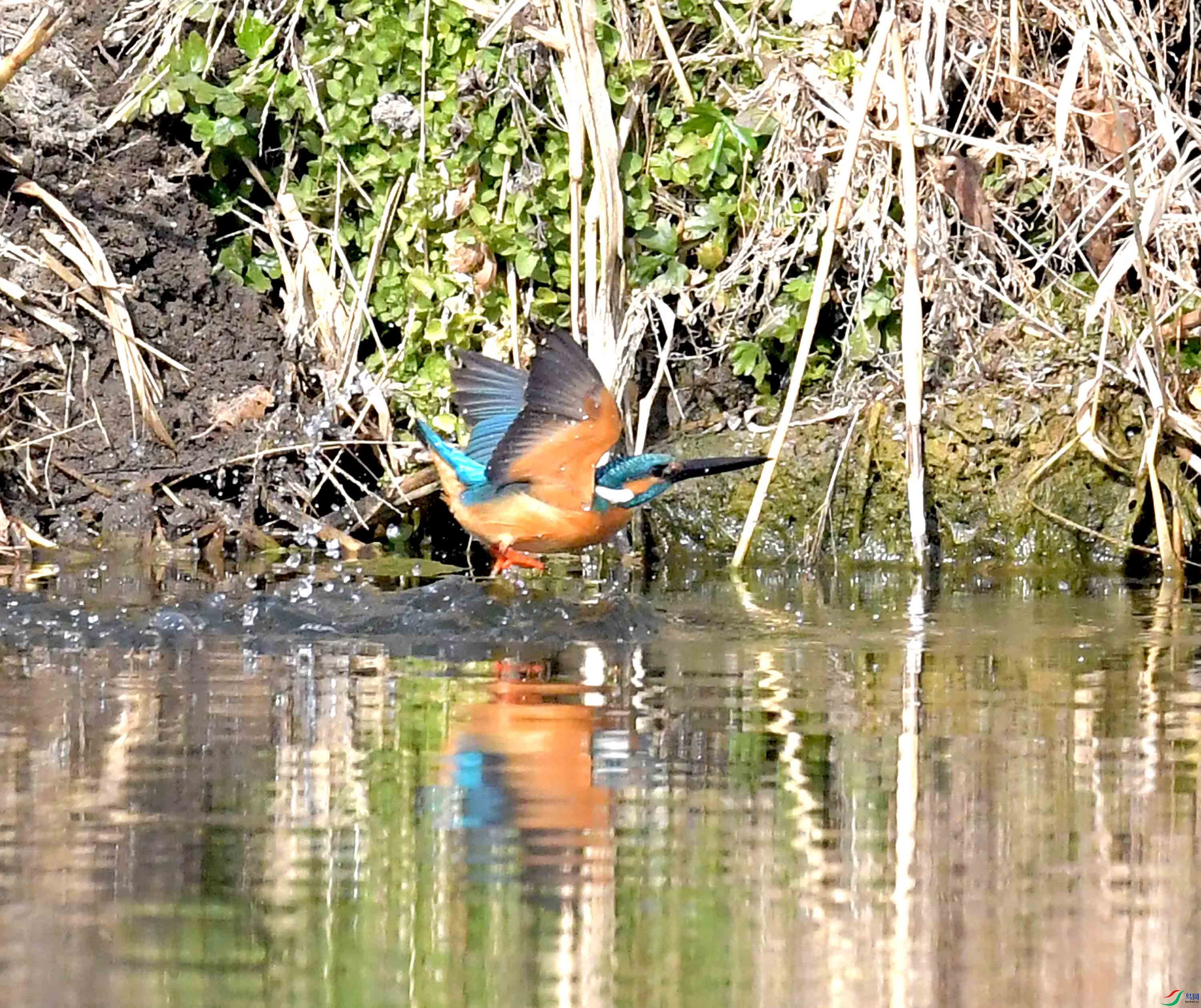 DSC_2658.JPG