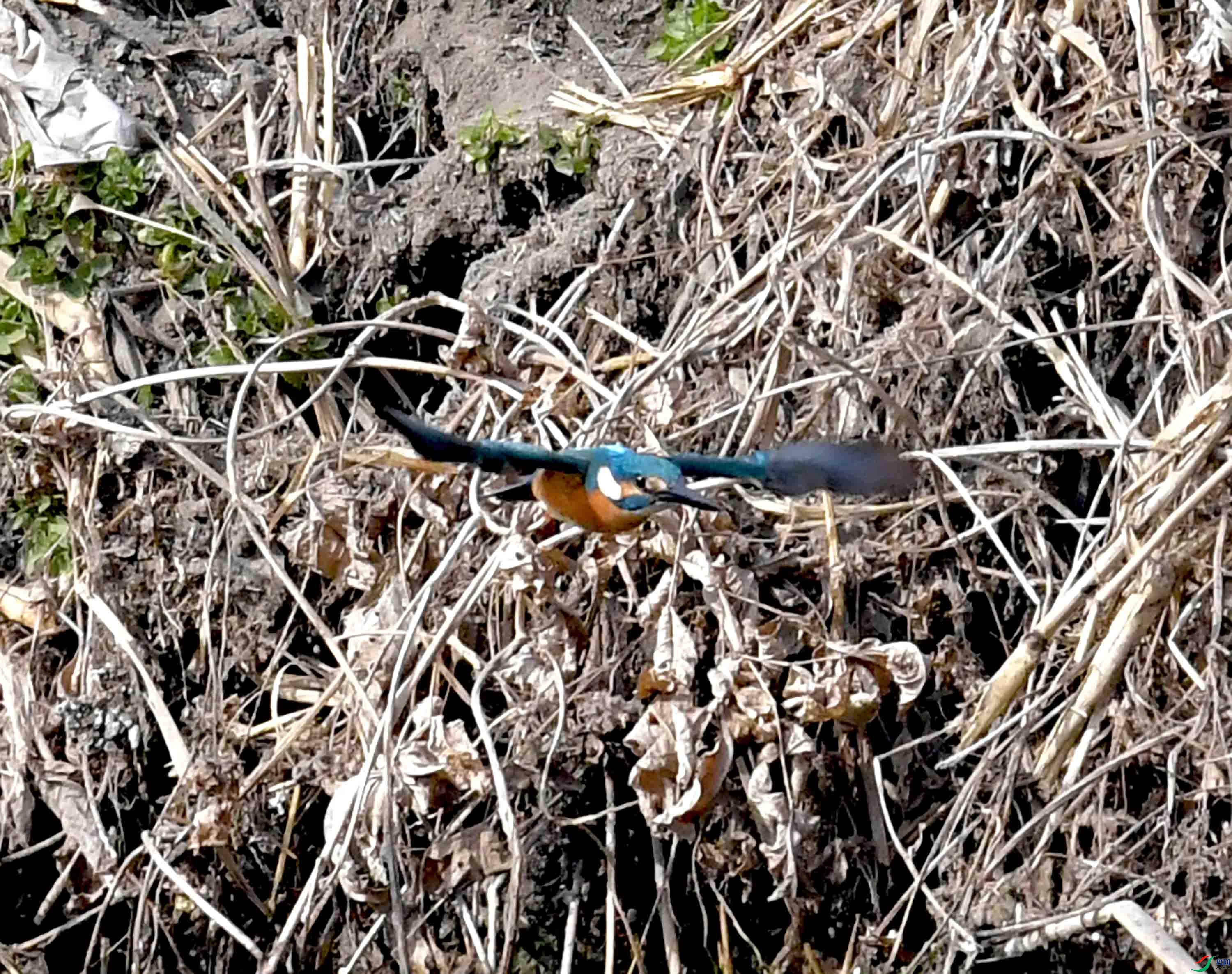 DSC_2690.JPG