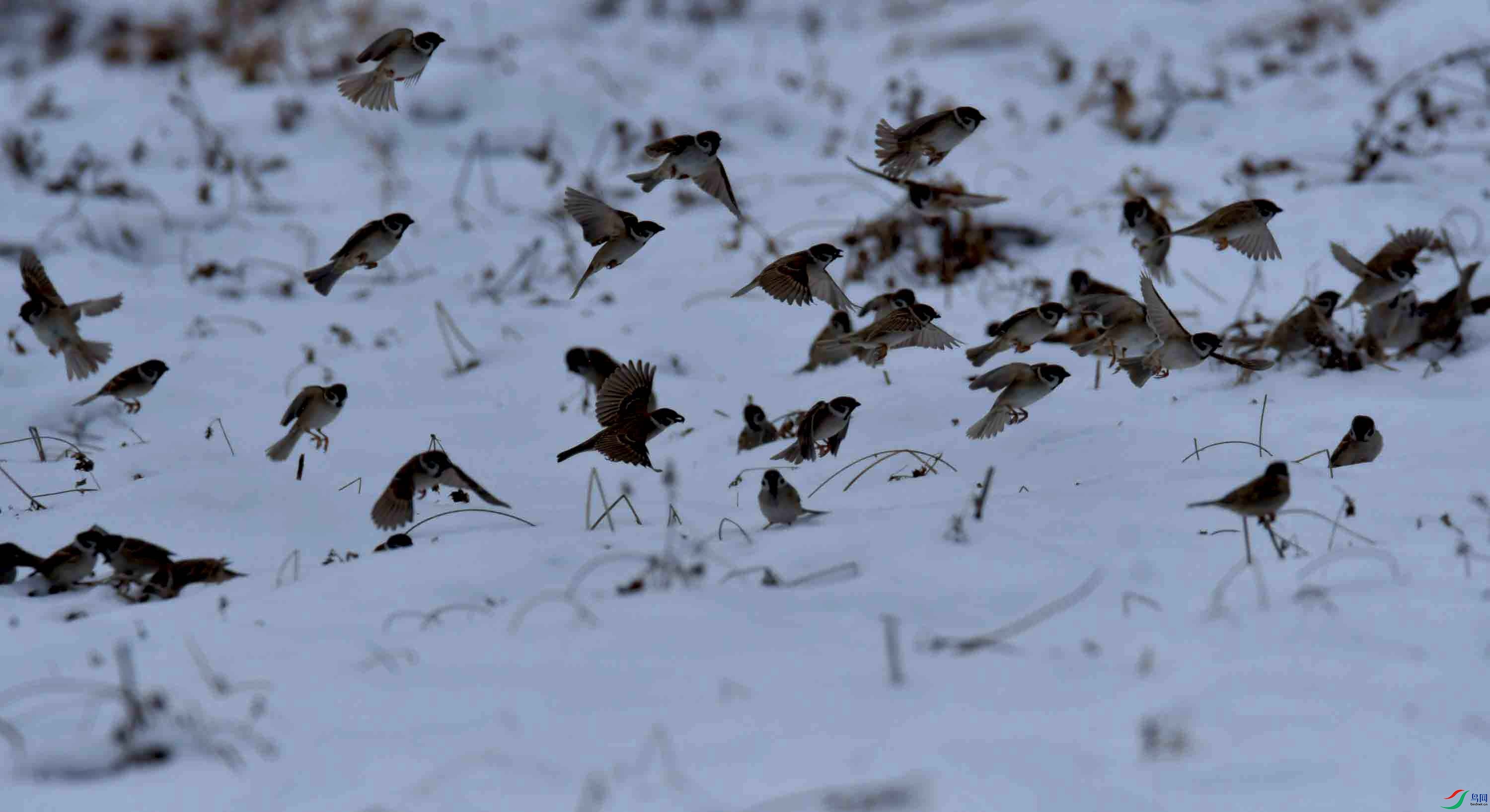 DSC_2743.JPG