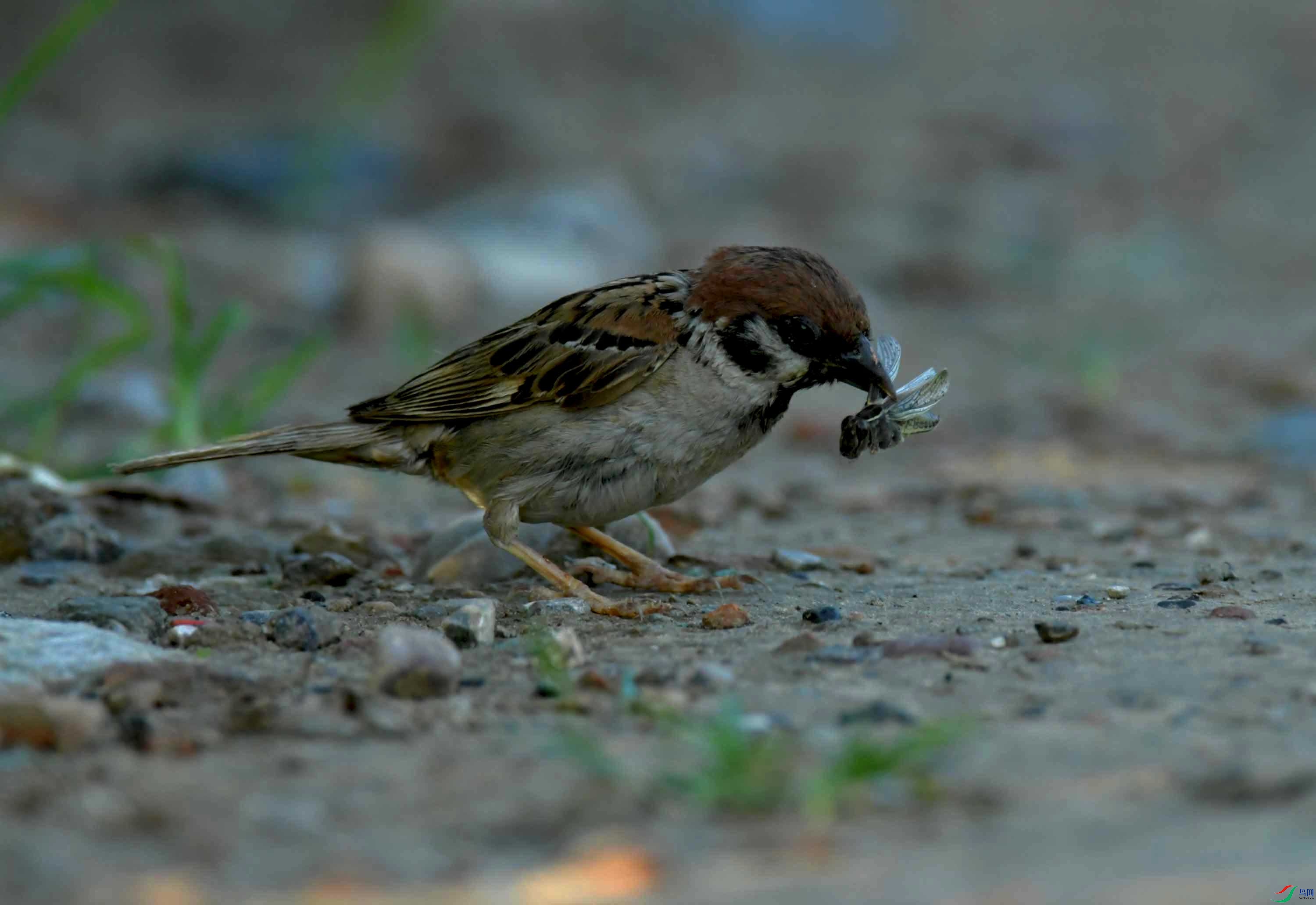 DSC_6145.JPG