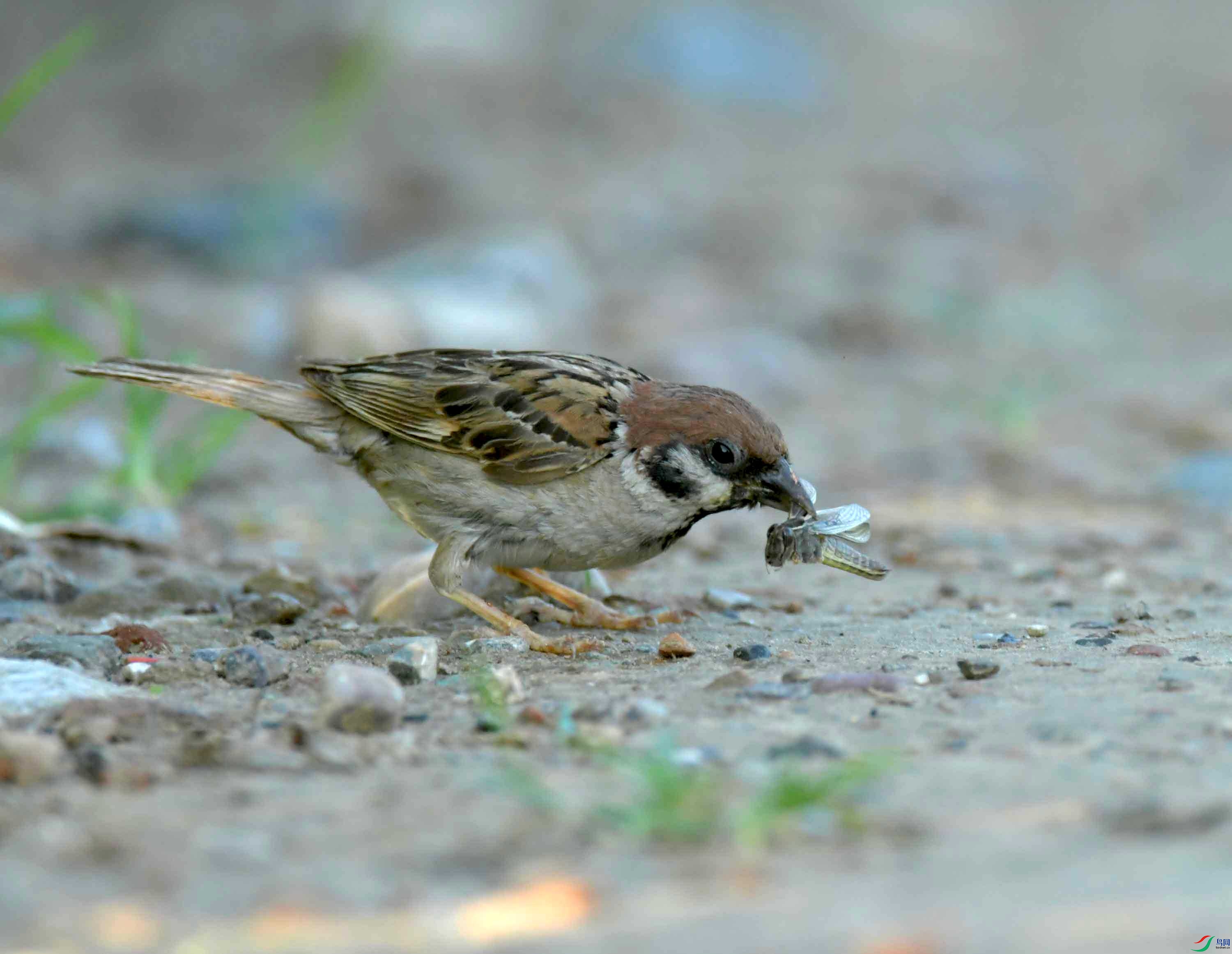 DSC_6147.JPG