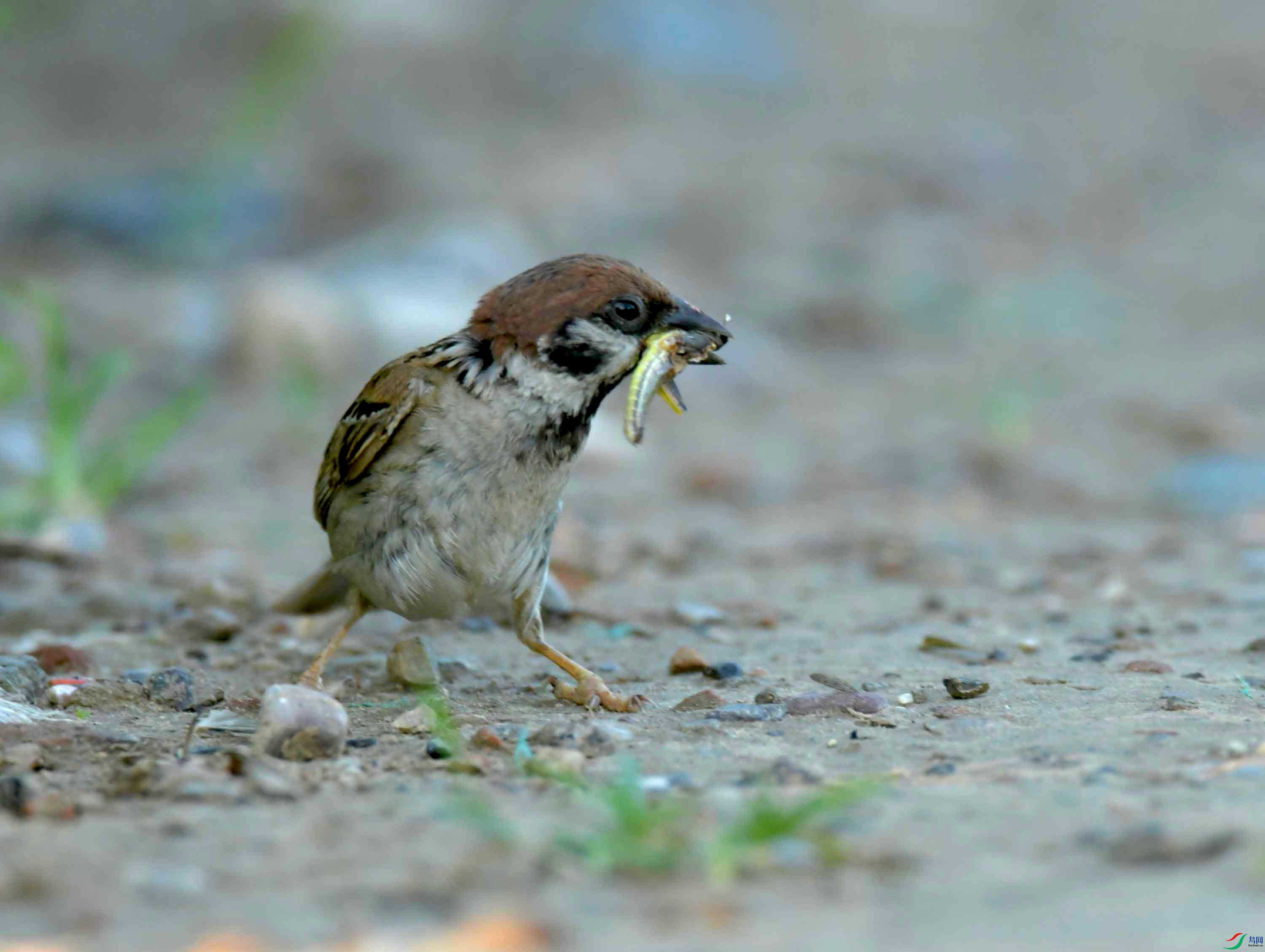 DSC_6161.JPG