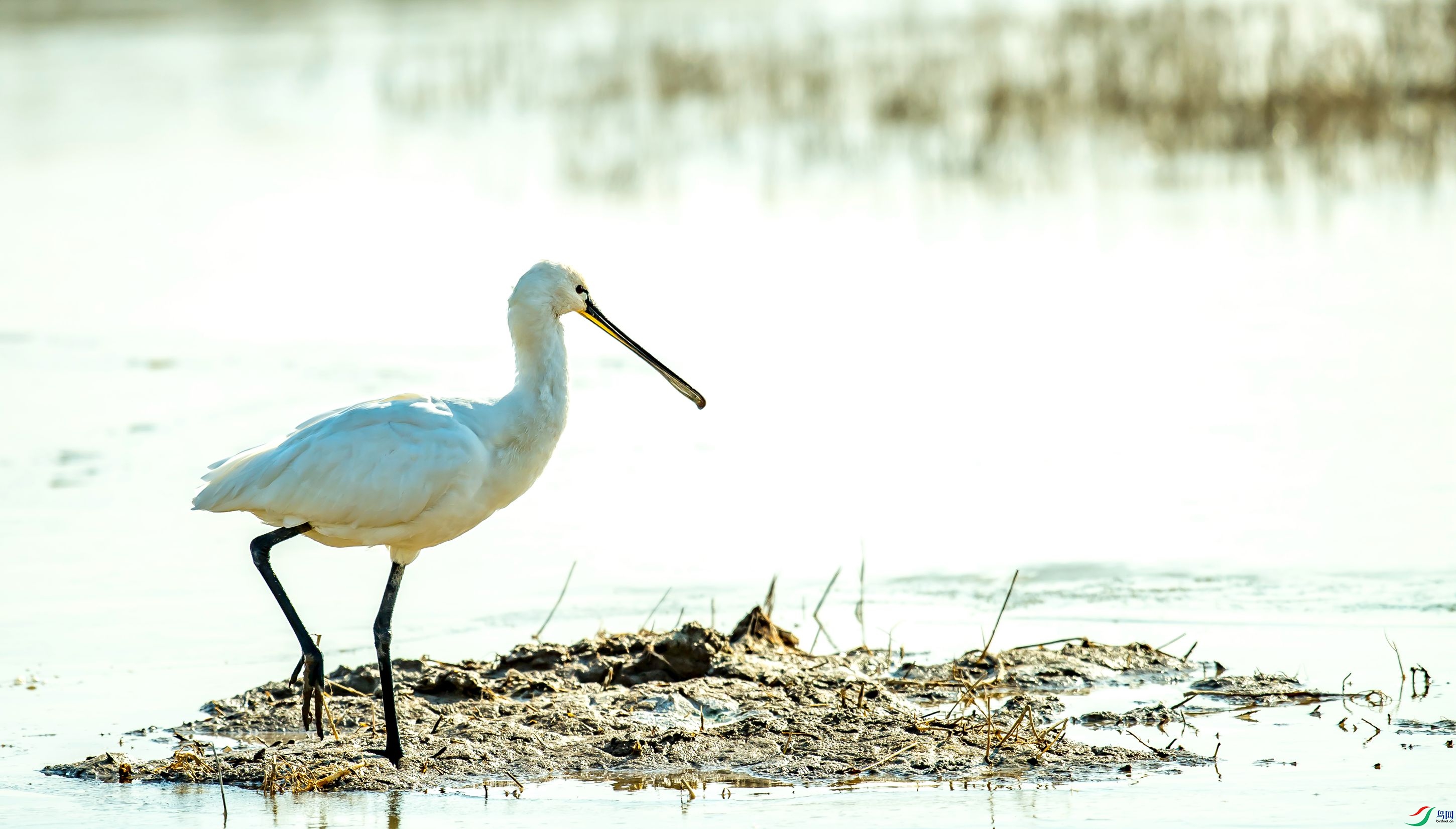DSC_5594m.jpg