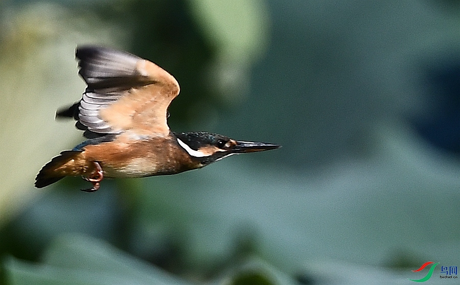DSC_4747.JPG