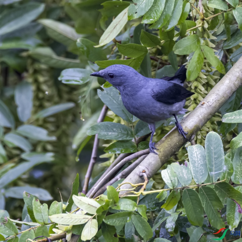 ����Ŀ��    ���Ҿ��V