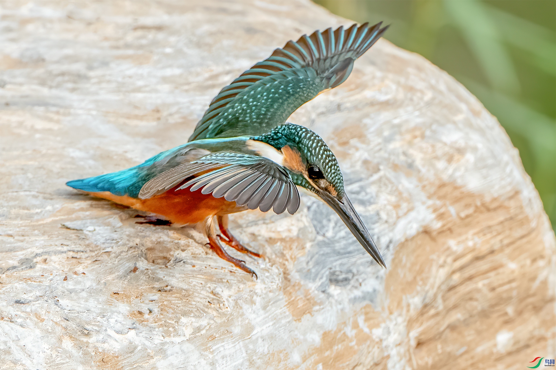 DSC_8644-9.jpg