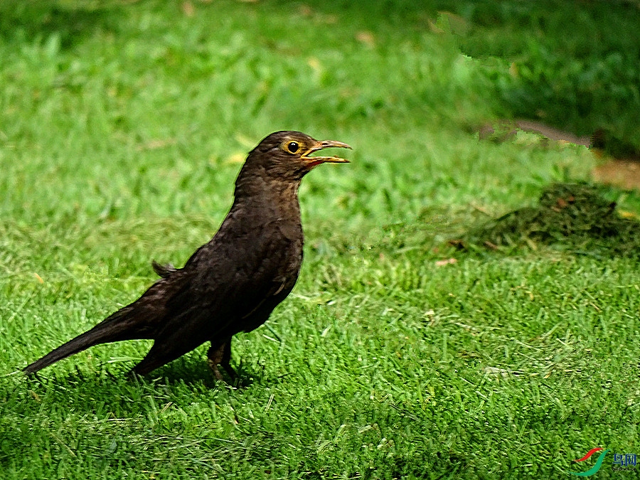 DSC02295.JPG