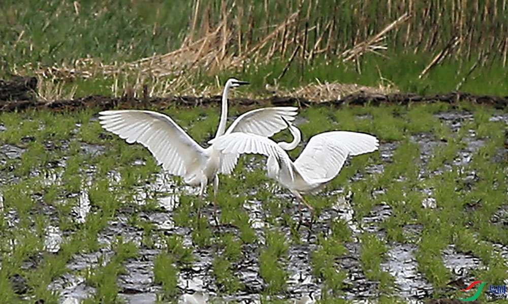 _MG_6663---33 - ����.jpg