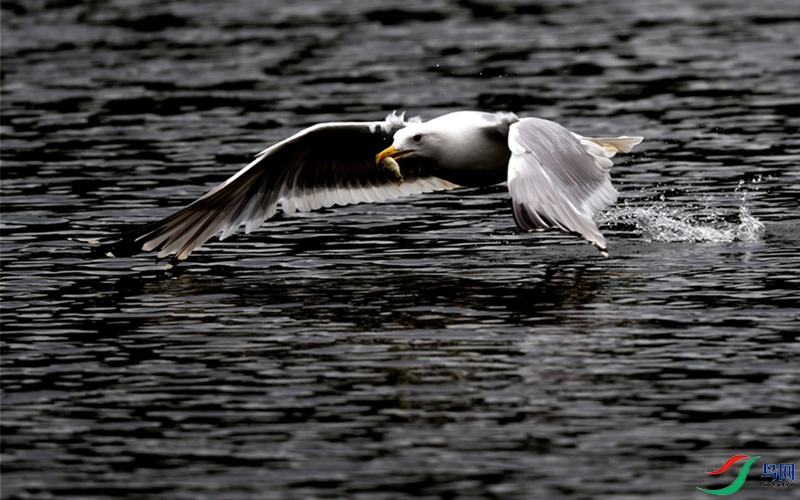 DSC_6878_��ͼ��_����_222.jpg