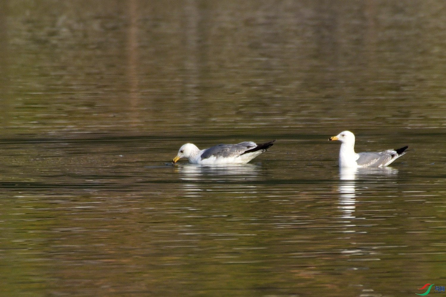 DSC_3397.JPG