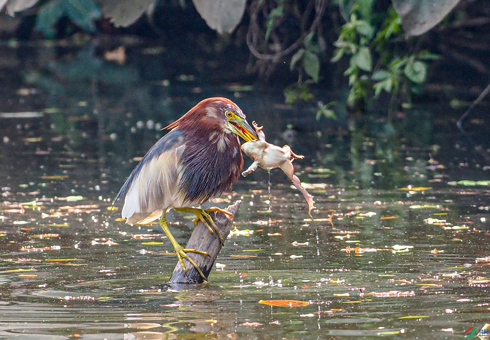 P2270537 ����.jpg