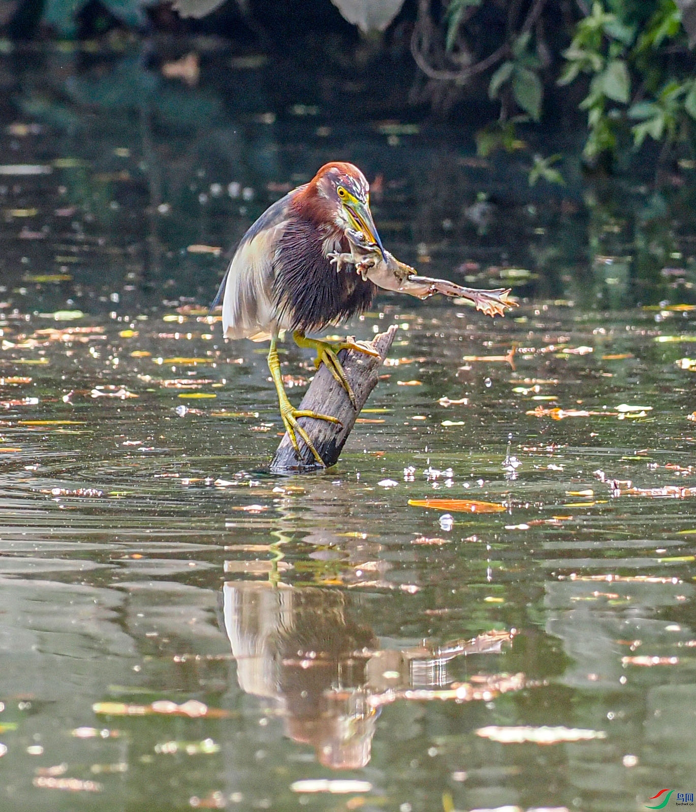 P2270647 ����.jpg