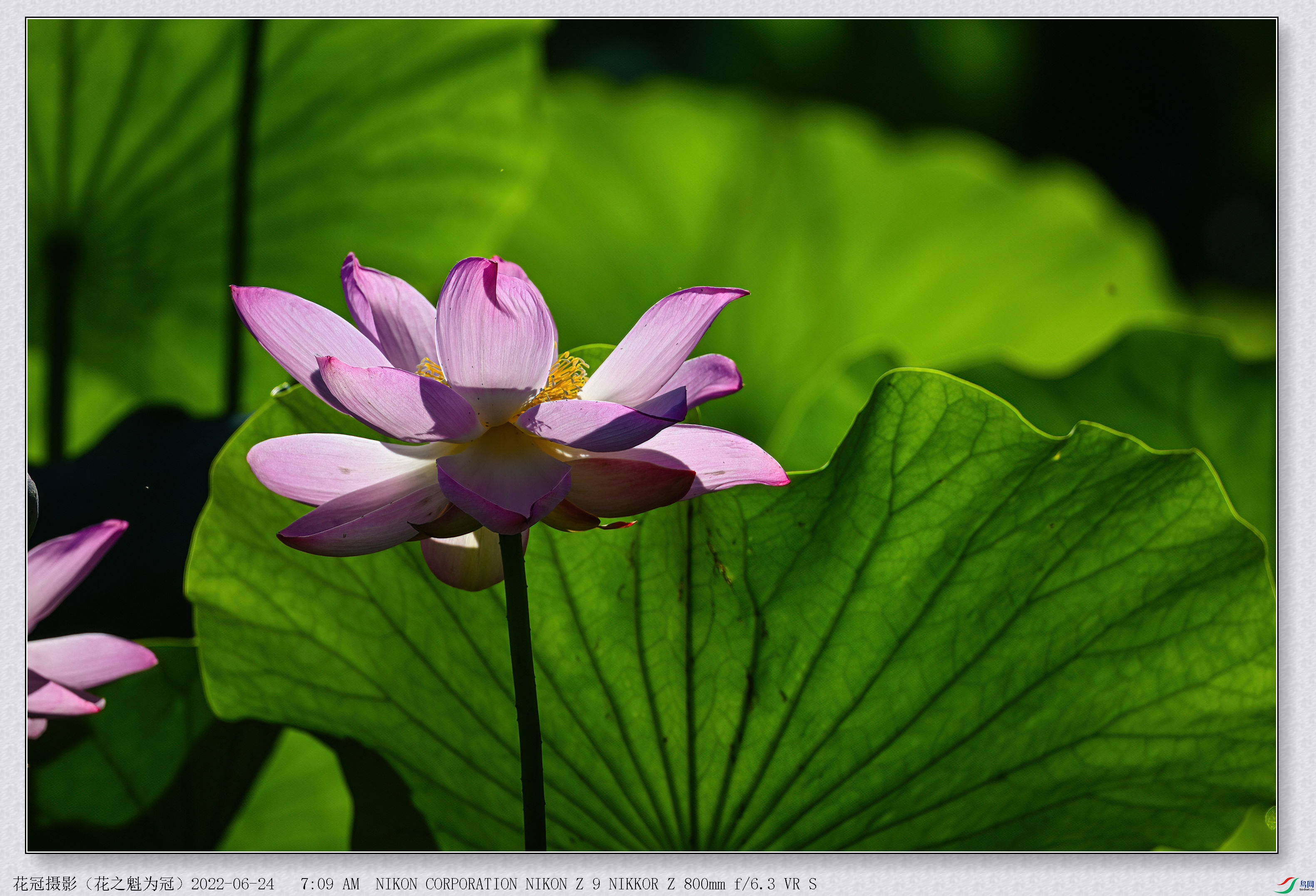 DSC_5768B-1-DeNoiseAI-low-light_����.jpg