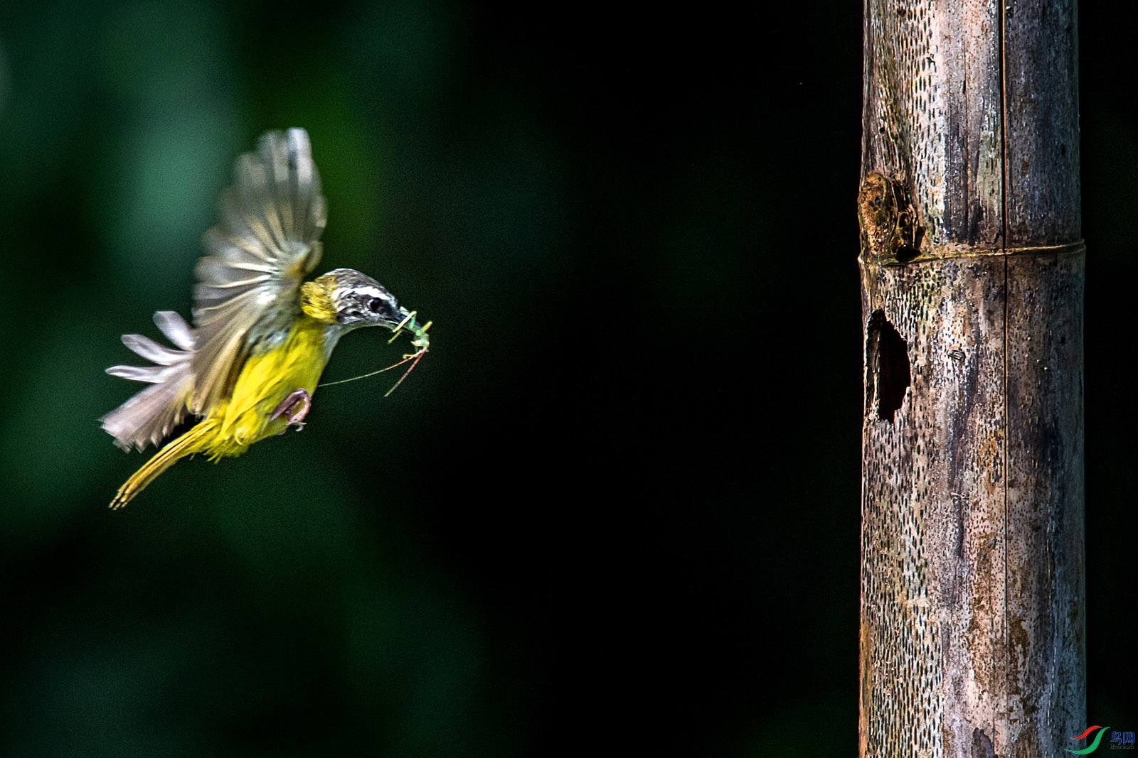 DSC_9812aa.jpg