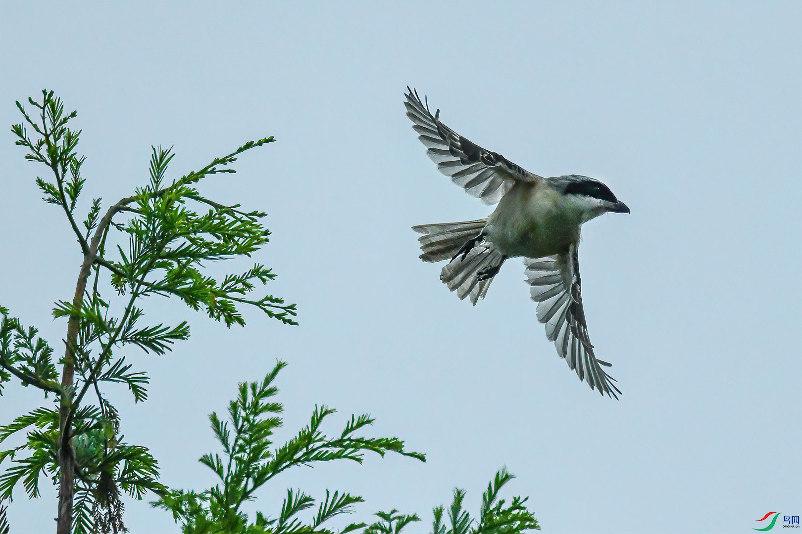 DSC_2180 1620.jpg