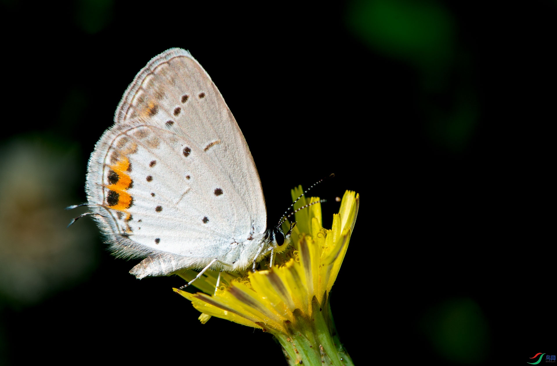 _DSC7517.jpg