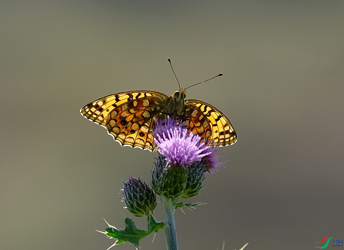 DSCF8331.JPG