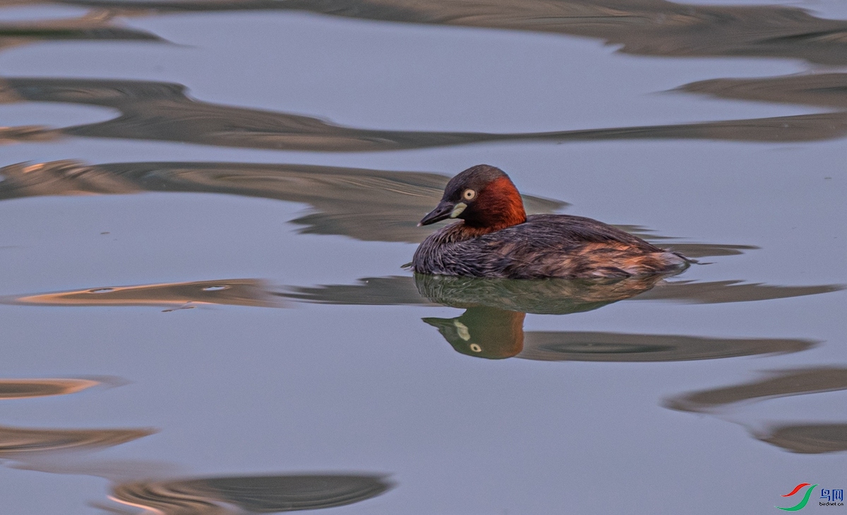 DSC_9842_����.jpg