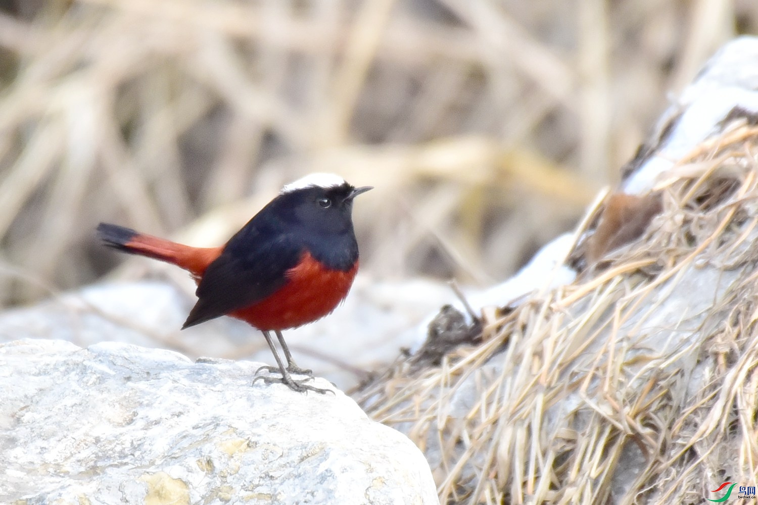 DSC_0418.JPG