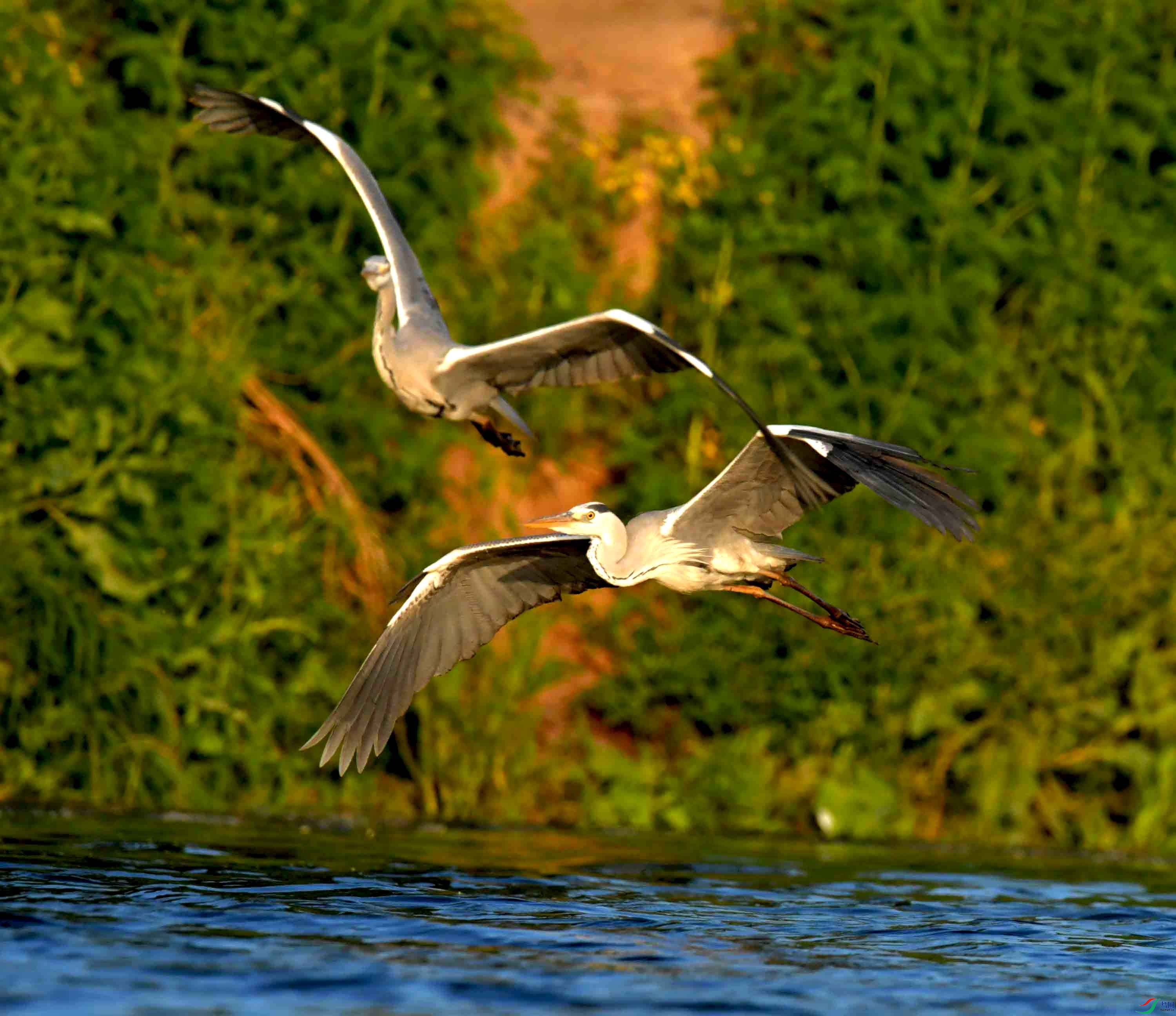 DSC0_7186 (4).JPG