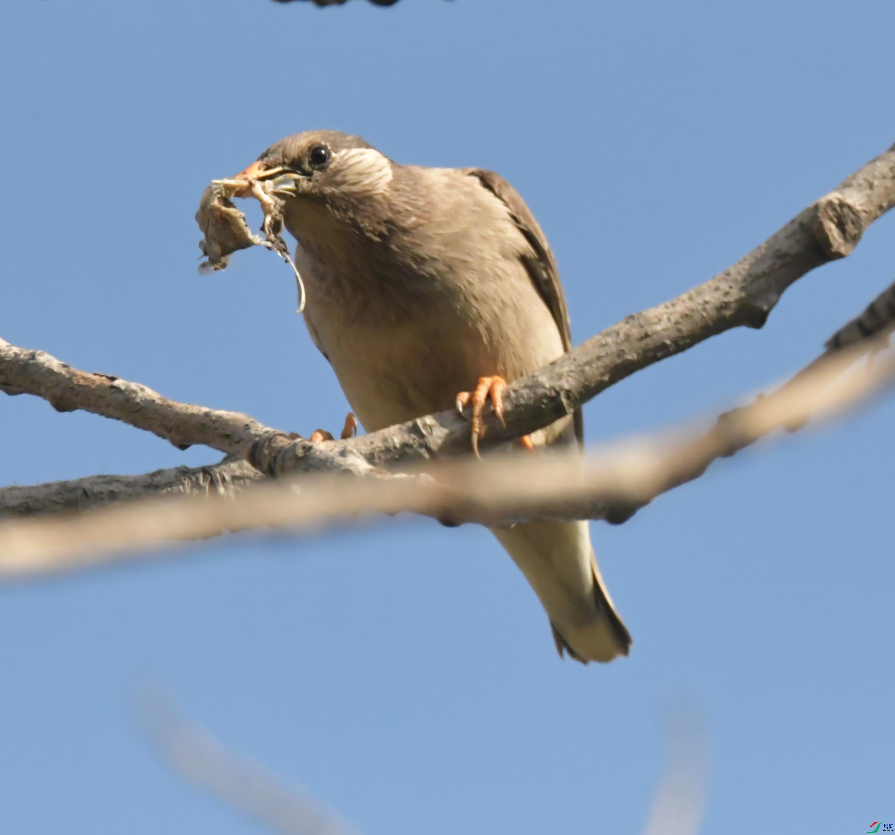 NIKON CORPORATION NIKON D500 -5568x3712-16005504.JPEG